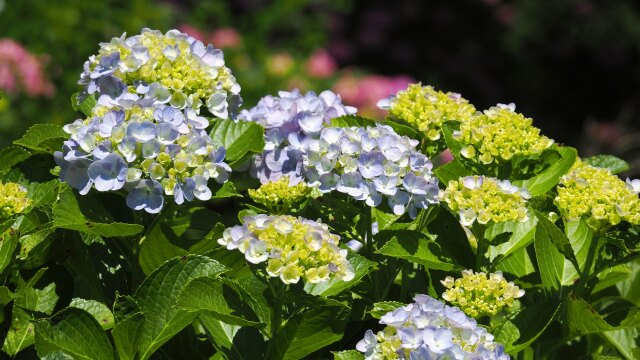 小田原城の紫陽花