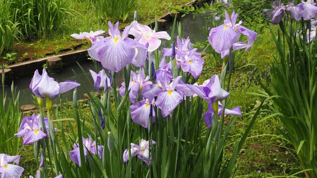 三渓園の菖蒲