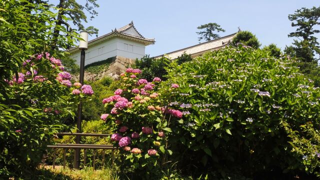 初夏の小田原城