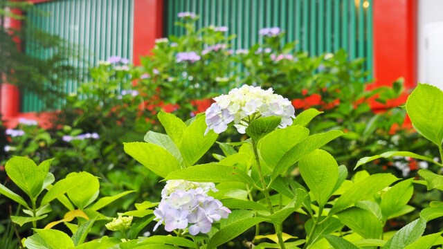 高幡不動尊の紫陽花