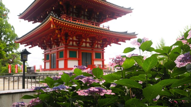 初夏の高幡不動尊