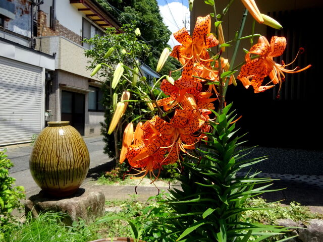 オニユリの花と唐津焼きの壺