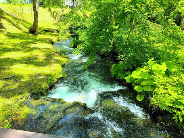 夏の水辺