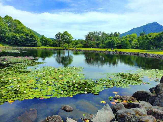 夏の水辺