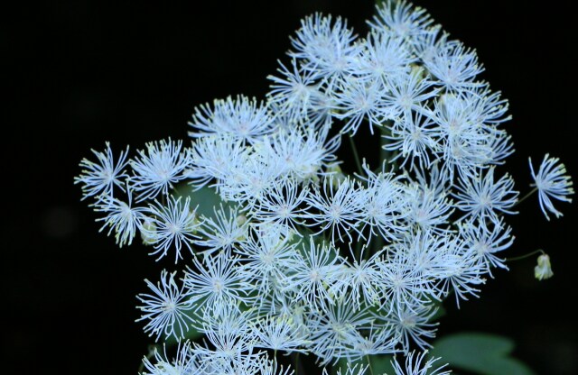 夏の高山植物