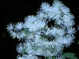 夏の高山植物