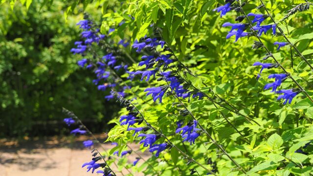 港の見える丘公園のサルビア