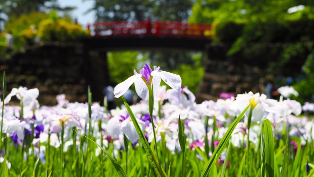 小田原城の花菖蒲