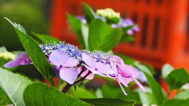 高幡不動尊の紫陽花