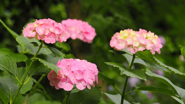 高幡不動尊の紫陽花