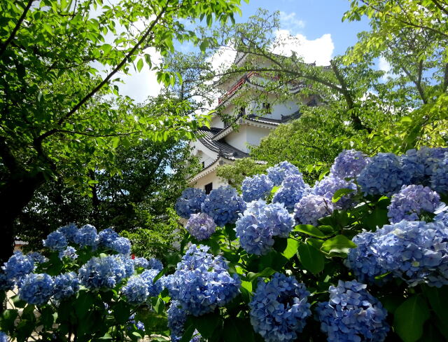 唐津城 紫陽花の季節