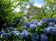 唐津城 紫陽花の季節