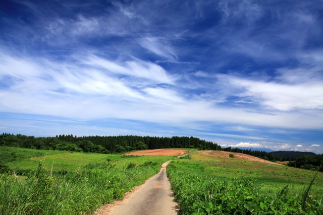 夏の高原