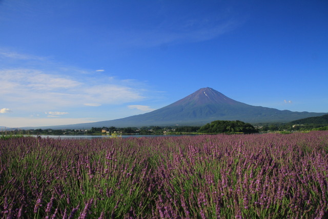 ラベンダーに富士山