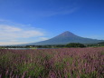 ラベンダーに富士山