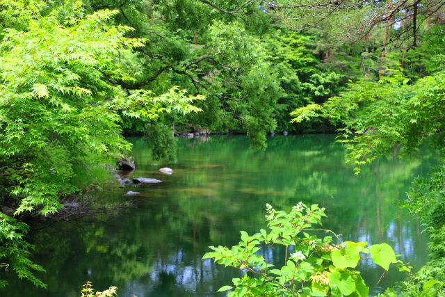 夏の柳沼