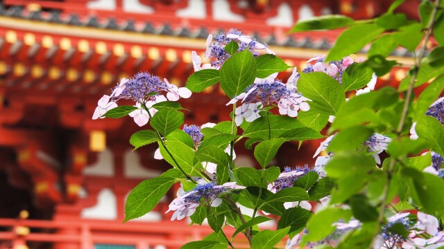 高幡不動尊の紫陽花