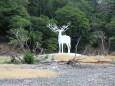 White Deer (Oshika)