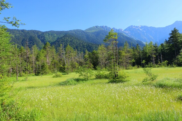 7月の田代湿原