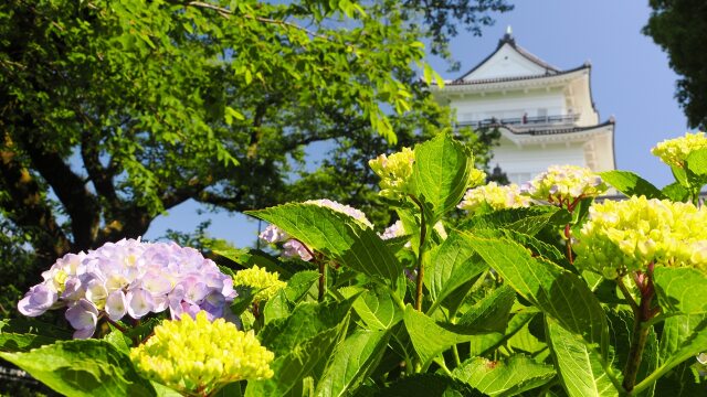 初夏の小田原城