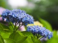 高幡不動尊の紫陽花