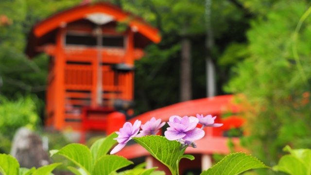 初夏の高幡不動尊