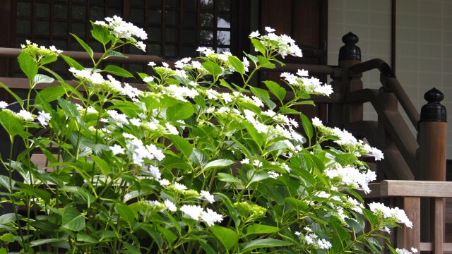 高幡不動尊の紫陽花