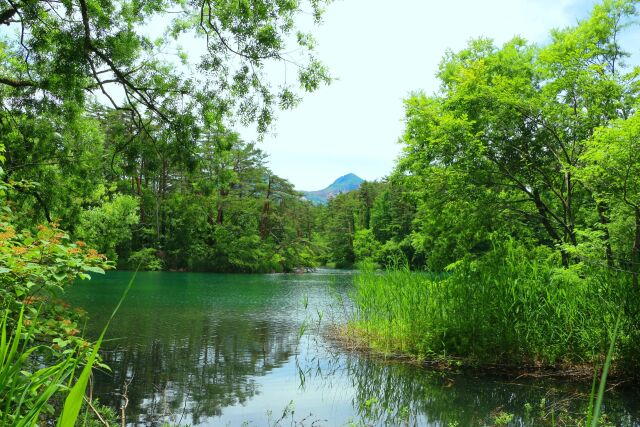 夏の毘沙門沼