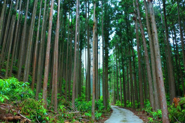 夏のひのきの森散歩道