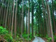 夏のひのきの森散歩道