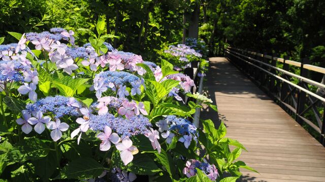 港の見える丘公園の紫陽花