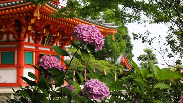 高幡不動尊の紫陽花