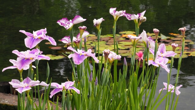 昭和記念公園の花菖蒲