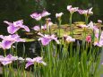 昭和記念公園の花菖蒲