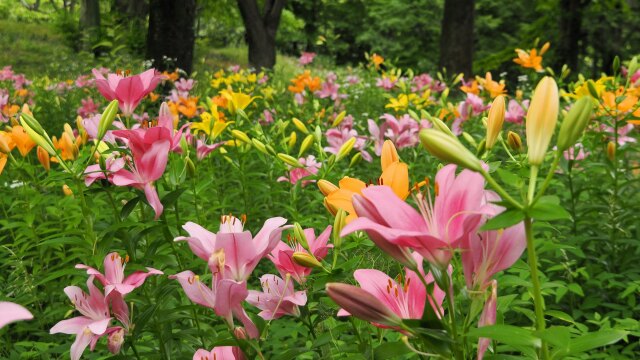 昭和記念公園のスカシユリ