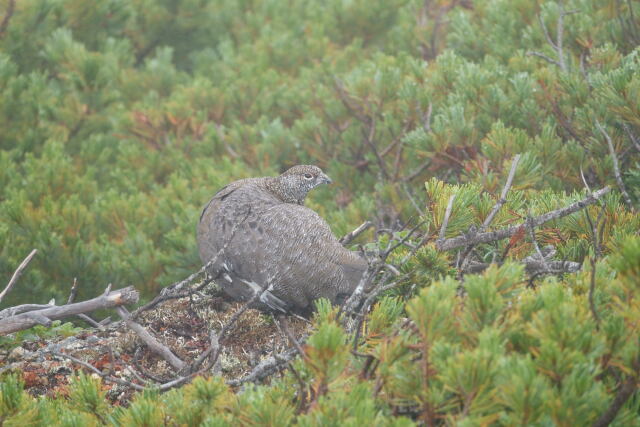 甲斐駒ヶ岳の雄雷鳥8