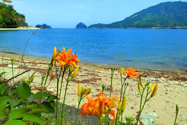 夏の海