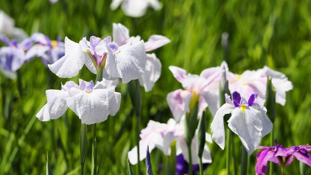 小田原城の花菖蒲