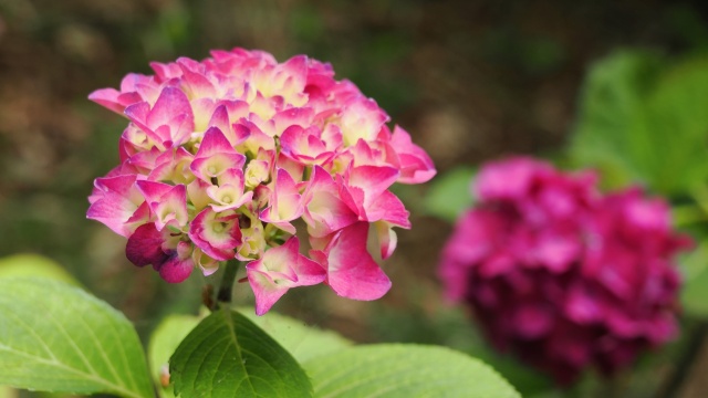 高幡不動尊の紫陽花