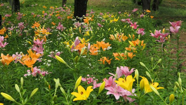 昭和記念公園のスカシユリ