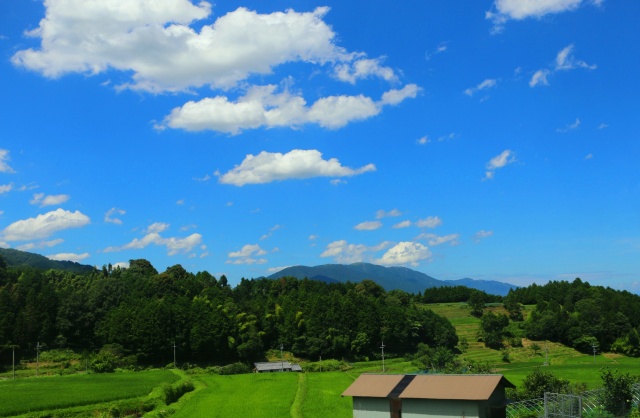 夏の里山