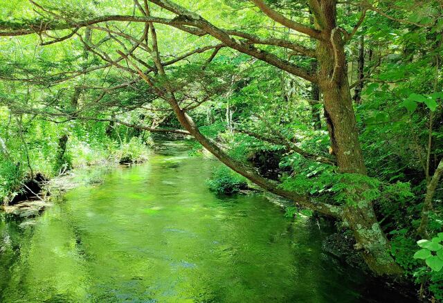 夏の水辺