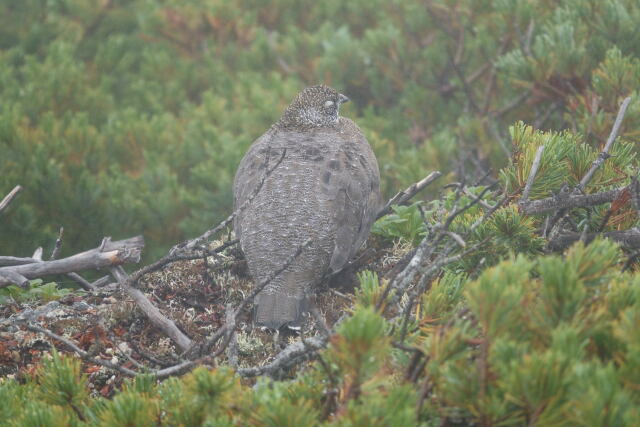 甲斐駒ヶ岳の雄雷鳥10