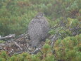 甲斐駒ヶ岳の雄雷鳥10