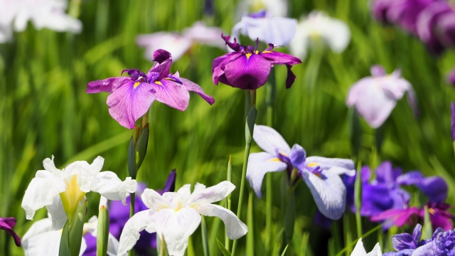 小田原城の花菖蒲