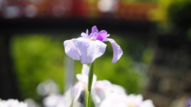 小田原城の花菖蒲