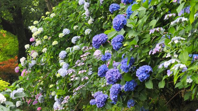 高幡不動尊の紫陽花