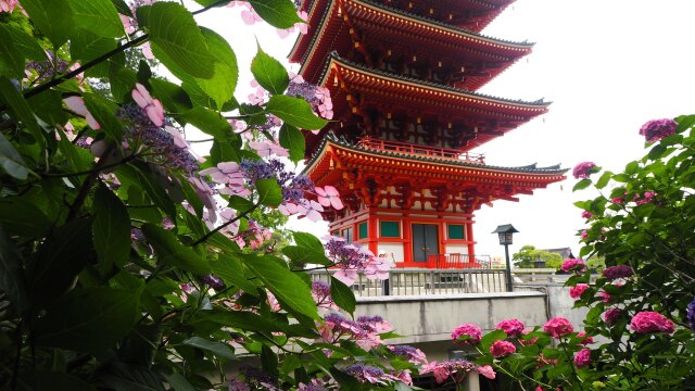 高幡不動尊の紫陽花