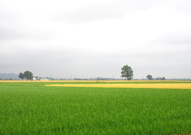 石狩平野の田園風景