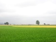 石狩平野の田園風景